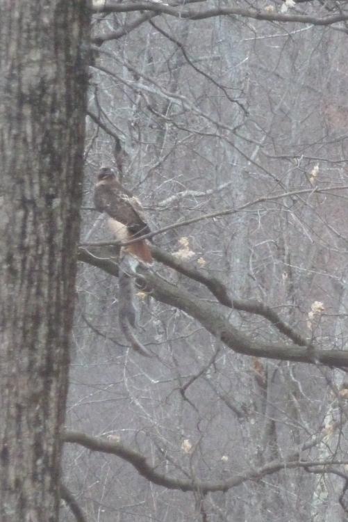 Red Tail Hawk with dinner from bird feeder