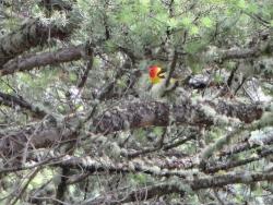 western Tanager