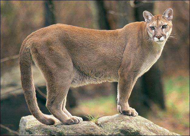 cougar found in Adirondacks