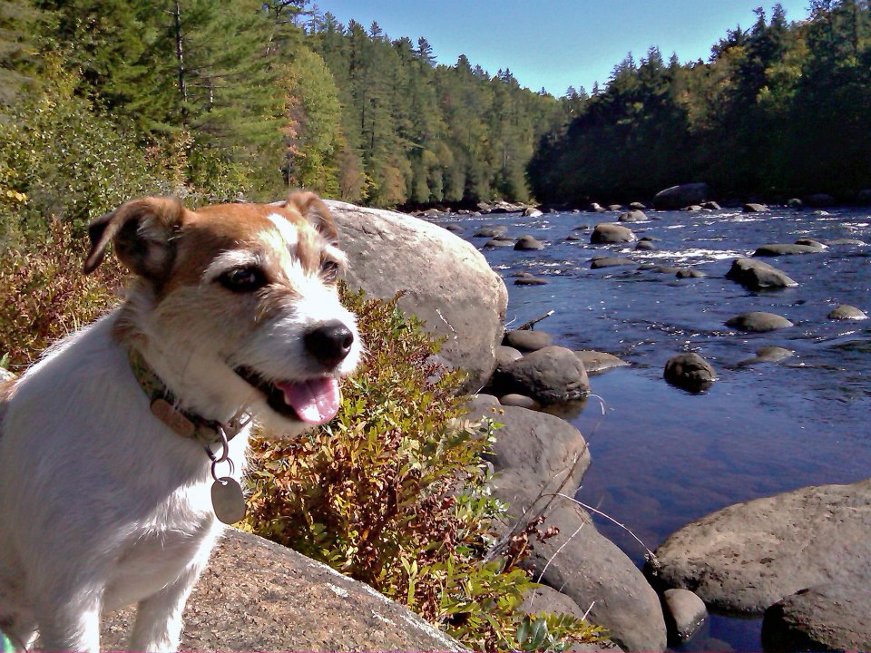 Dog at Blue Ledge Rapids