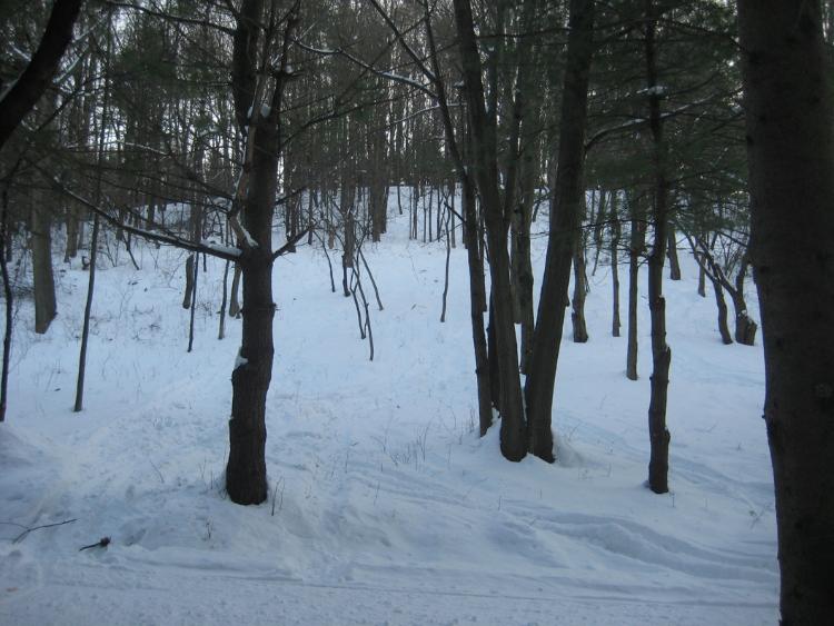 Bottom of the glades...yes, a 105' vertical hill can have some challenging and interesting skiing!