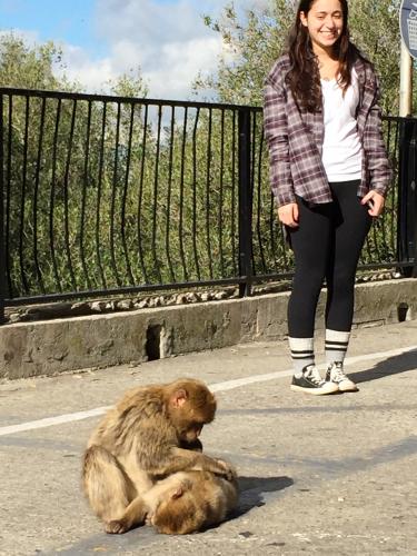 monkeys middle of the road