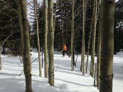 Ken skinning through some Aspens