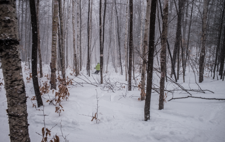 MikePom in the Birch Grove